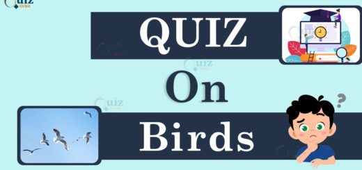 Birds Quiz