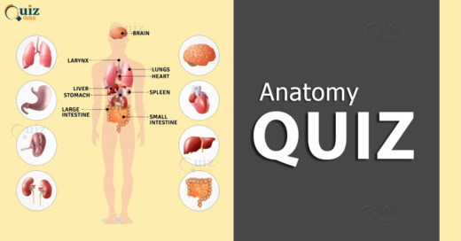 Anatomy Quiz
