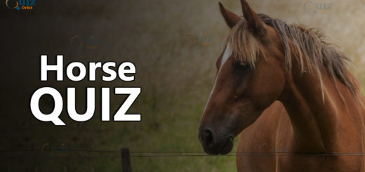 Horse quiz