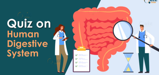 Quiz on Human Digestive System