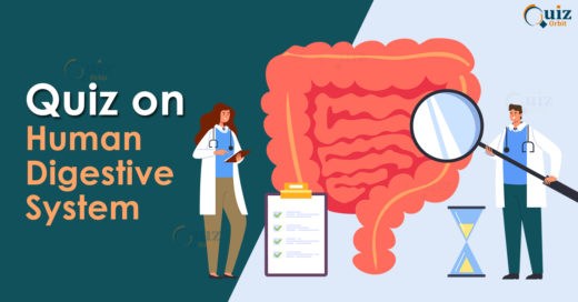 Quiz on Human Digestive System