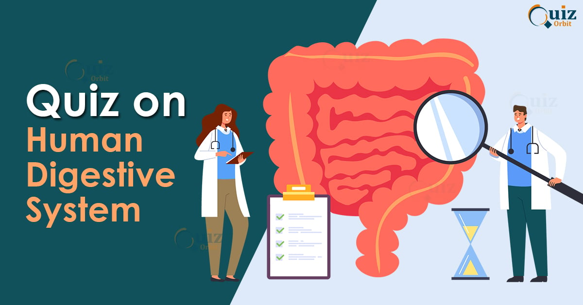 Quiz on Human Digestive System - Quiz Orbit