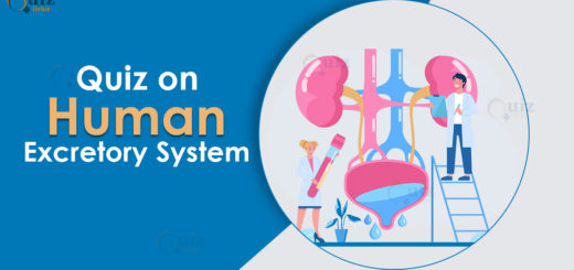 Quiz on Human Excretory System