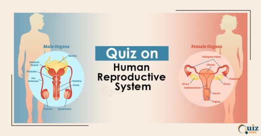 Quiz on Human Reproductive SYstem