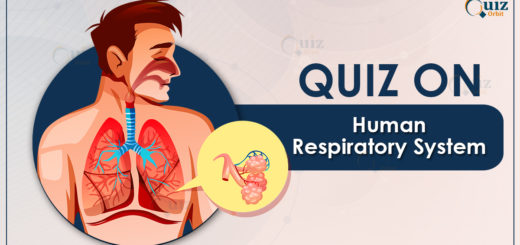 Quiz on Human Respiratory System
