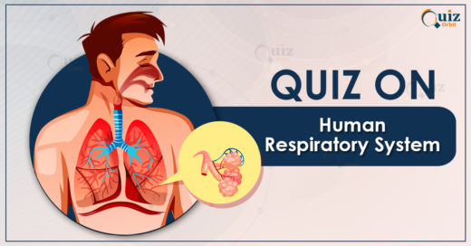 Quiz on Human Respiratory System