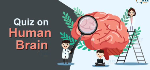 Quiz on Human Brain