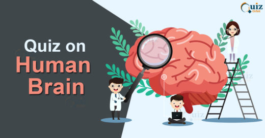 Quiz on Human Brain