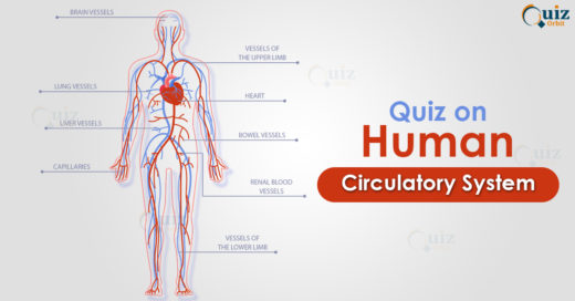 Quiz on Human Circulatory System