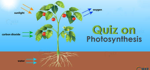 Quiz on photosynthesis