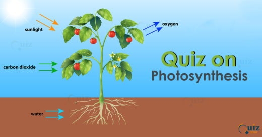 Quiz on photosynthesis