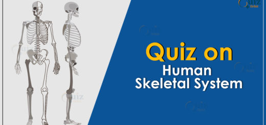 Quiz on human skeletal system