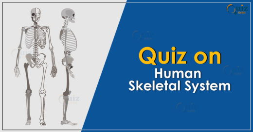 Quiz on human skeletal system